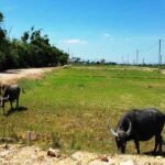 Giá nhà đất ở Huế tăng đột biến