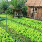 Mua Bán Đất Vườn Bình Dương Giá Rẻ, Chính Chủ Tháng 12/2021