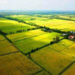 Đất nông nghiệp là gì? Có được chuyển sang đất thổ cư không?