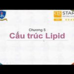 [Hóa Sinh Dược – Thầy Phương] Chương 5: Cấu trúc Lipid | Tất tần tật những tài liệu về lipid trong thực phẩm đầy đủ nhất