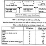 Sách hóa sinh y học PDF dành cho sinh viên y khoa.