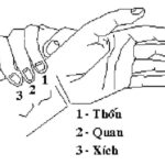 Phương pháp xem mạch của Hải Thượng Lãn Ông
