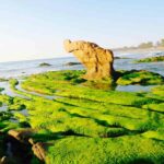 MÙA RÊU BIỂN CỔ THẠCH TUY PHONG BÌNH THUẬN MÊ ĐẮM DÂN SĂN ẢNH
