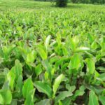 Các Loại Cây Trồng Mũi Nhọn Của Bình Thuận – Nhà Đất Bình Thuận