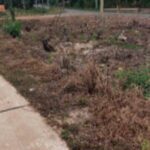 Khu công nghiệp tại Xuân Lộc – CafeLand.Vn