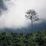 Suối Trúc Tây Ninh | Không gian xanh mát vạn người mê