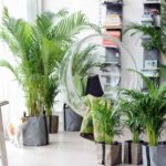 10 loại cây sinh ra oxy vào buổi tối, có để trong phòng cũng chẳng sợ