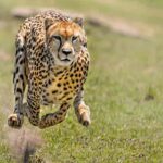Báo Cheetah (Gêpa) có tốc độ chạy nhanh nhất thế giới – IAS Links