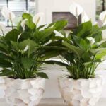 Cây nhả Oxy vào ban đêm trang trí phòng ngủ – Green Trees