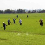 Giảm phát thải khí nhà kính trong sản xuất nông nghiệp