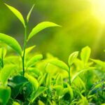 Có nên dùng Trà giảm cân Herbalife Tea Concentrate