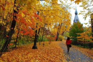 Sào sạt hay xào xạc? Xào xạc nghĩa là gì?